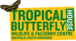 Testimonial – Tropical Butterfly House, Wildlife and Falconry Centre